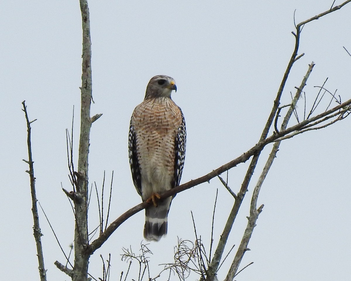 Red-shouldered Hawk - ML644759769