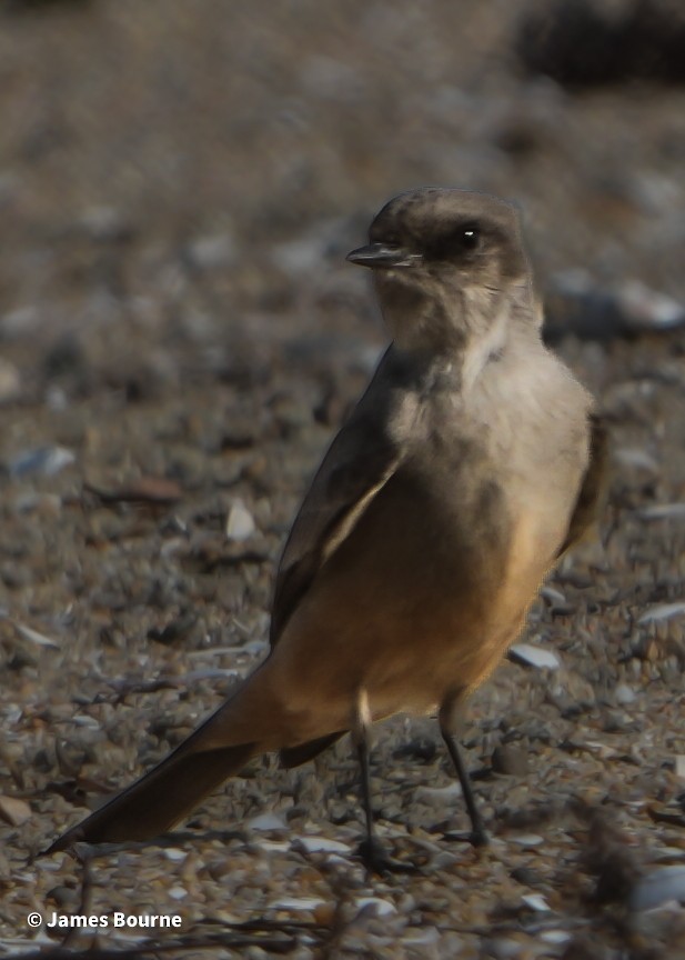 Say's Phoebe - ML644759771