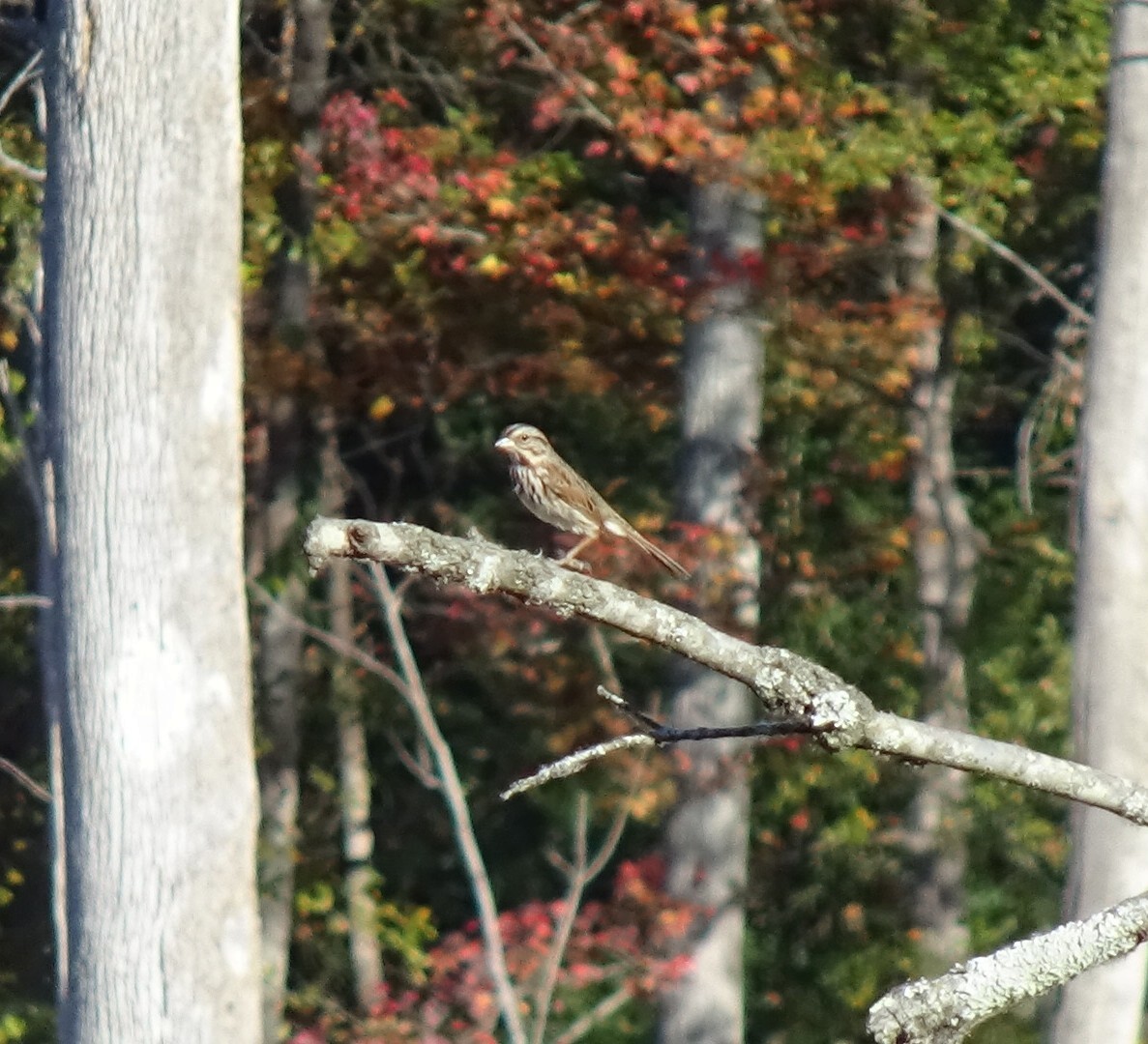 גיבתונית רוננת - ML644759772