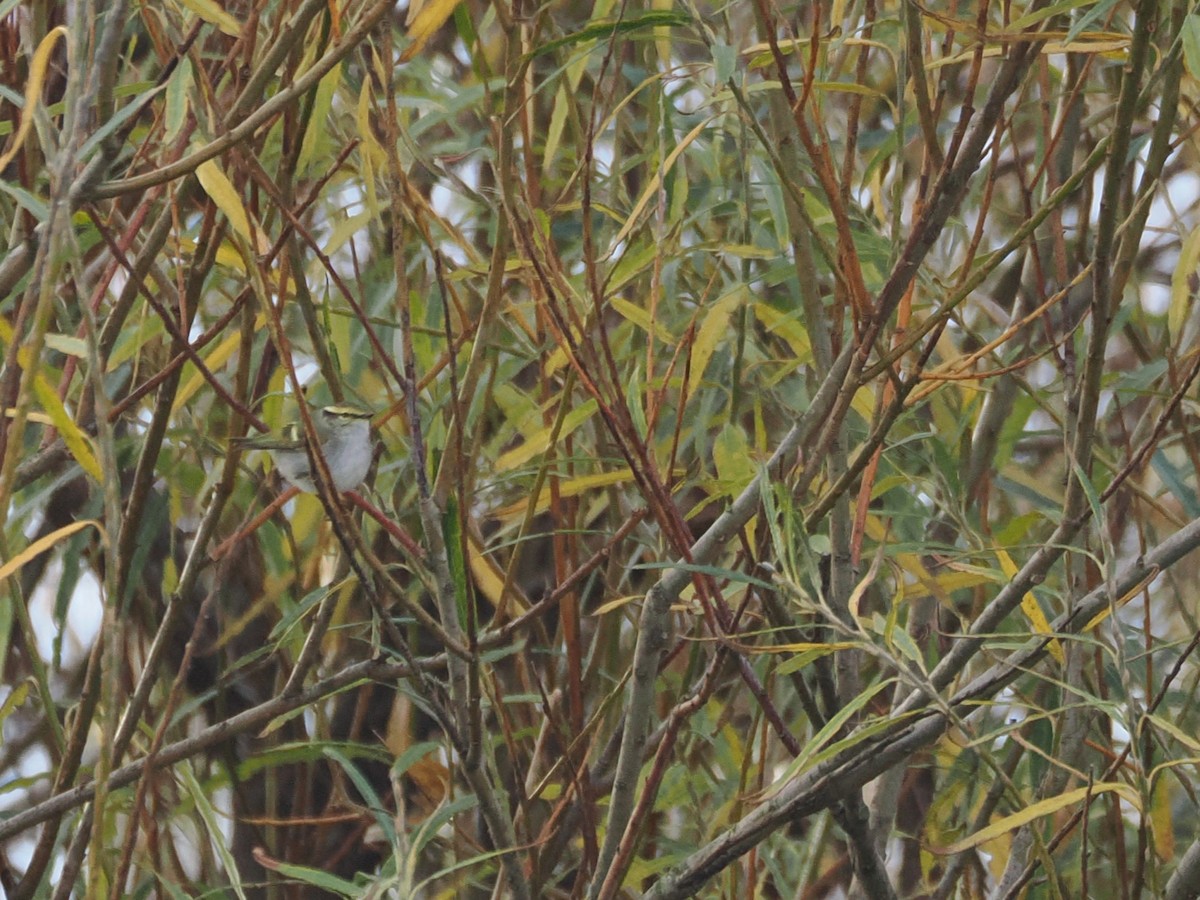 Pallas's Leaf Warbler - ML644759773