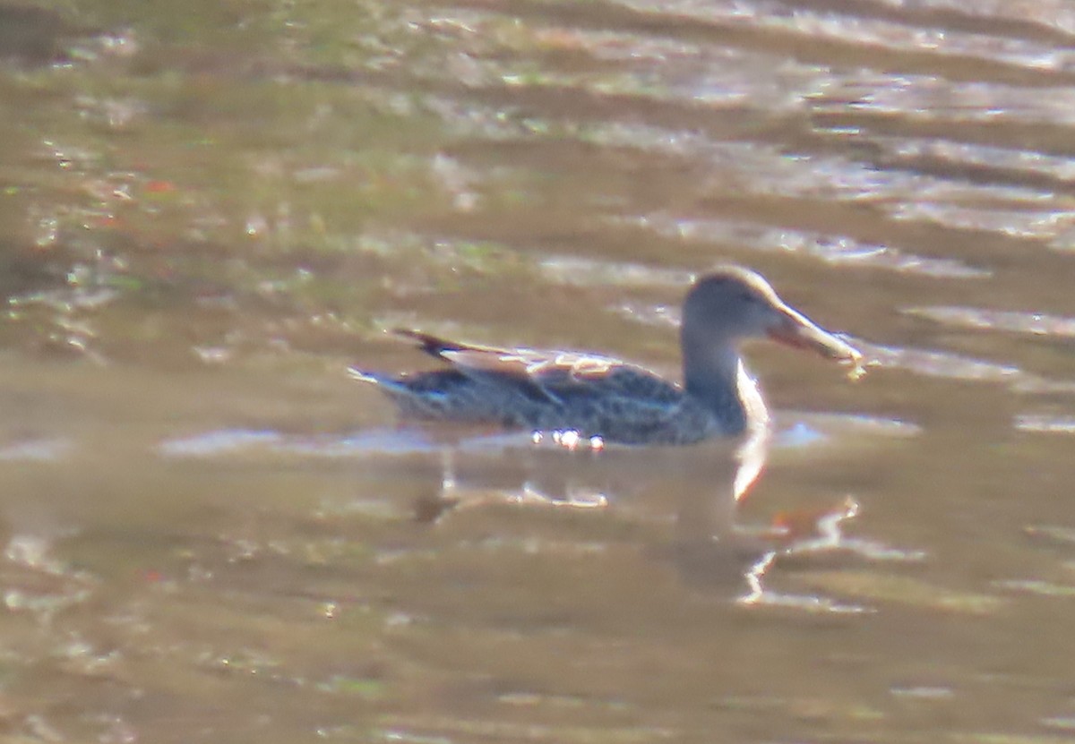 מרית צפונית - ML644759774