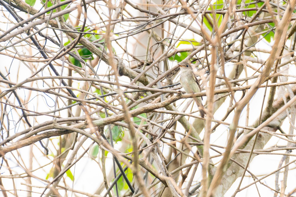 חטפית האלמון - ML644759775