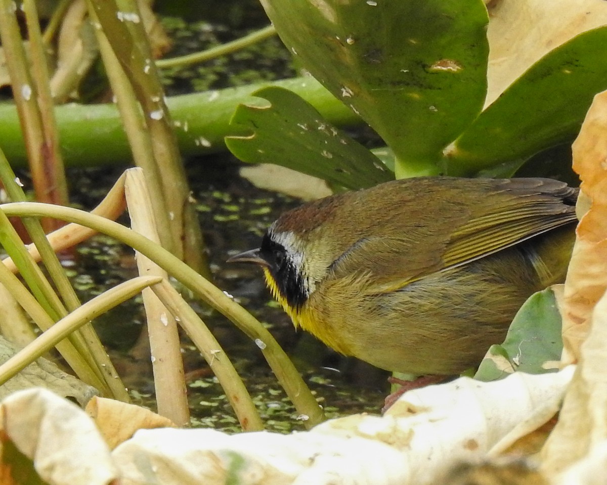 צהוב-גרון - ML644759777