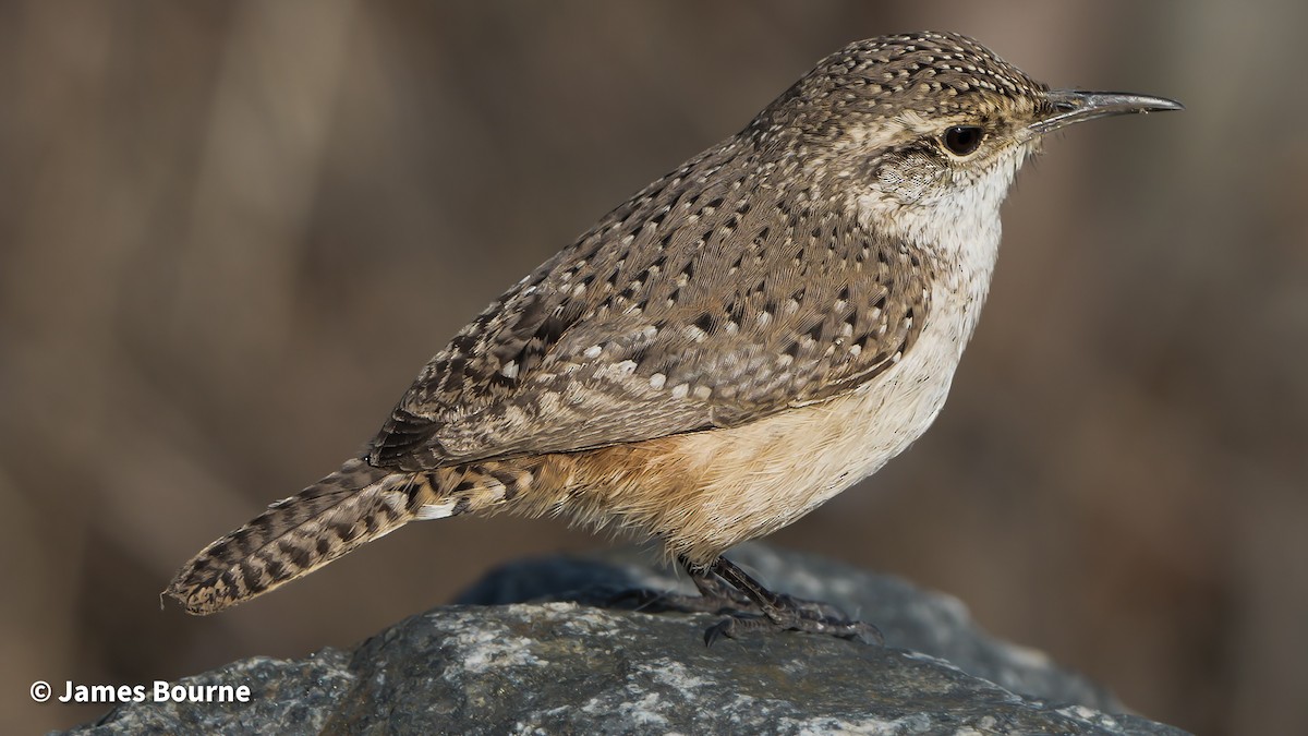 Rock Wren - ML644759778