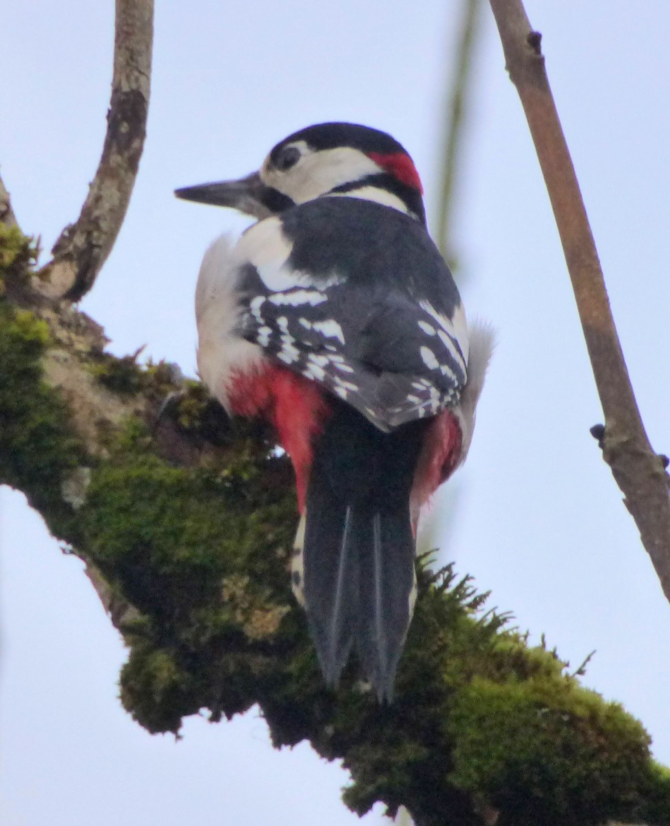 נקר עקוד - ML644759780