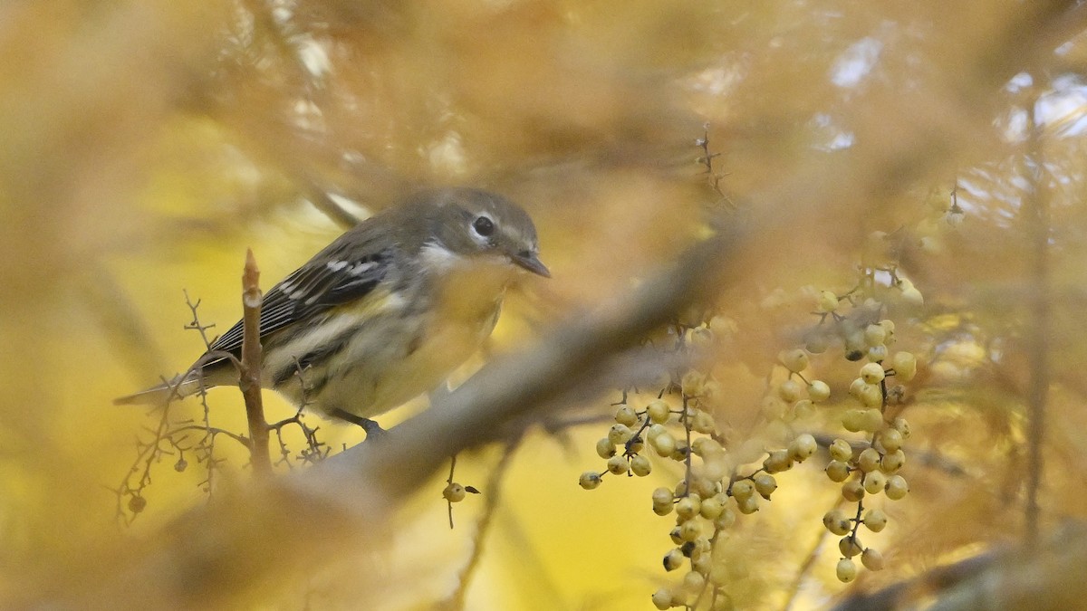 סבכון הכתר - ML644759781