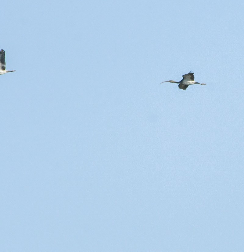 White Ibis - ML644759783