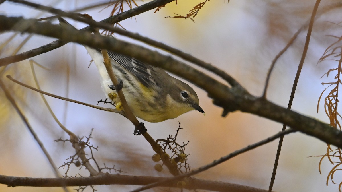 סבכון הכתר - ML644759784