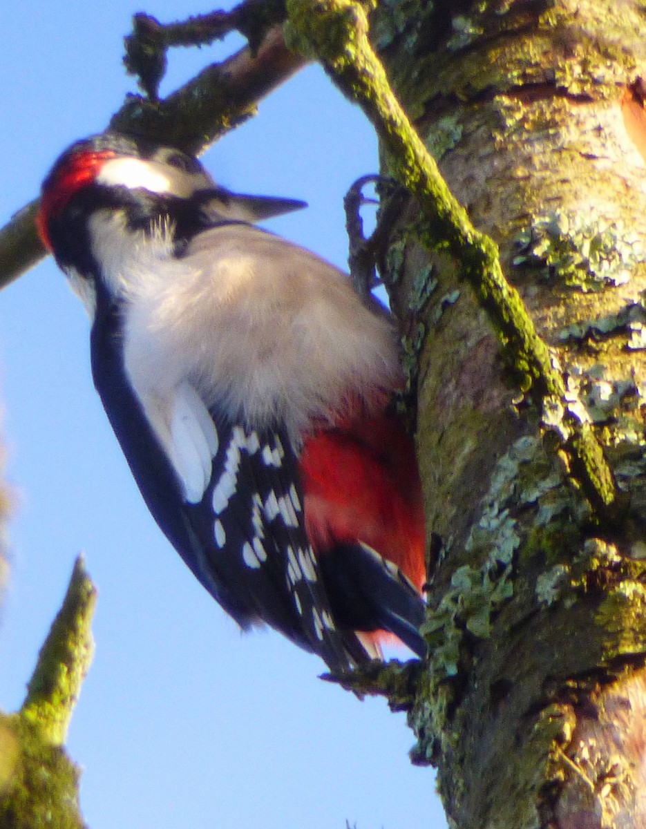 נקר עקוד - ML644759785