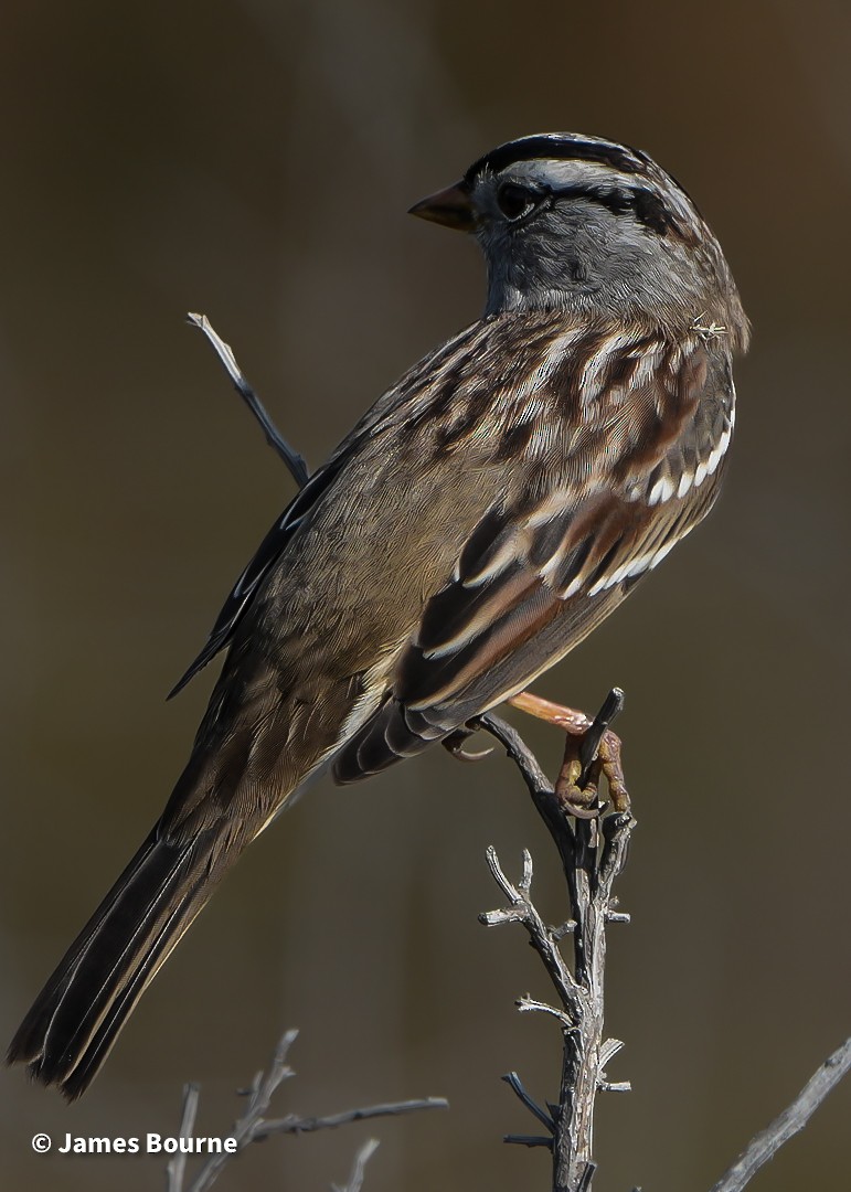 גיבתונית לבנת-כיפה - ML644759786