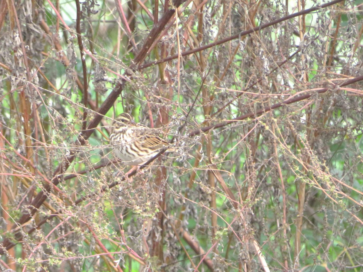 גיבתונית ערבות - ML644759787