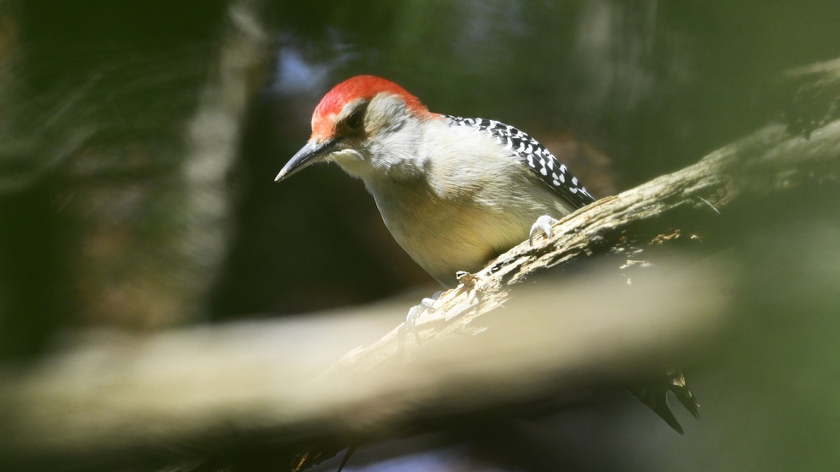 Red-bellied Woodpecker - ML644759788