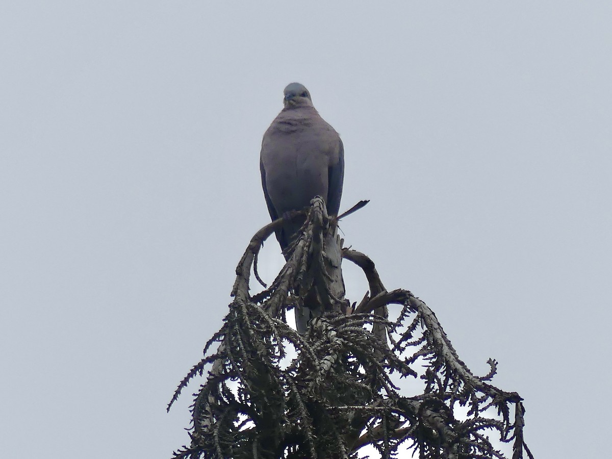 Red-eyed Dove - ML644759789