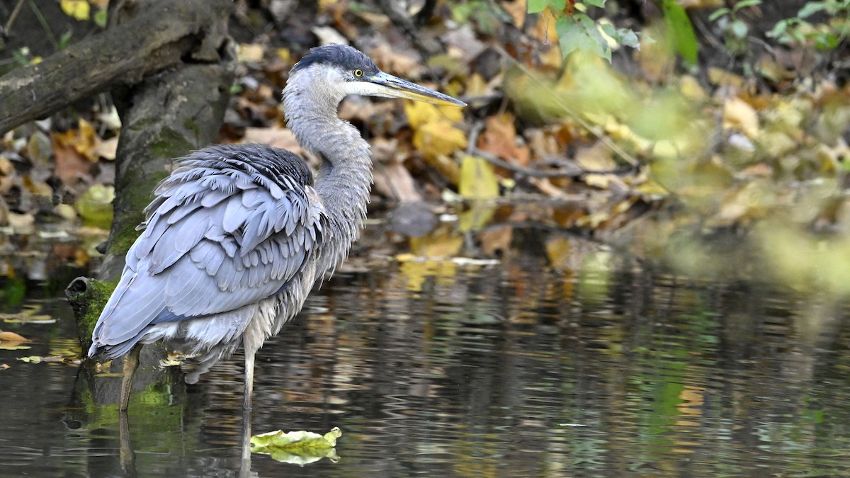 אנפה אמריקנית - ML644759790