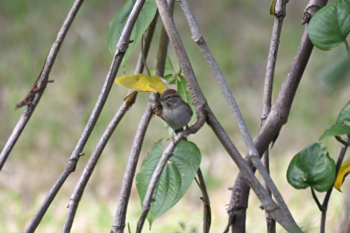 Chipping Sparrow - ML644759791