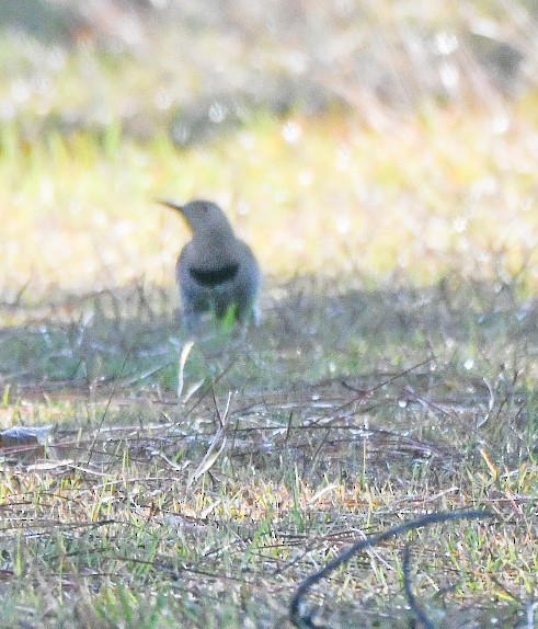 נקר צפון-אמריקני - ML644759795