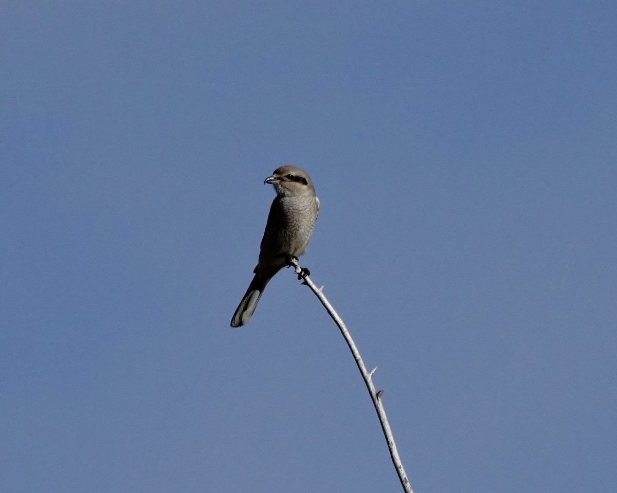 Northern Shrike - ML644759805