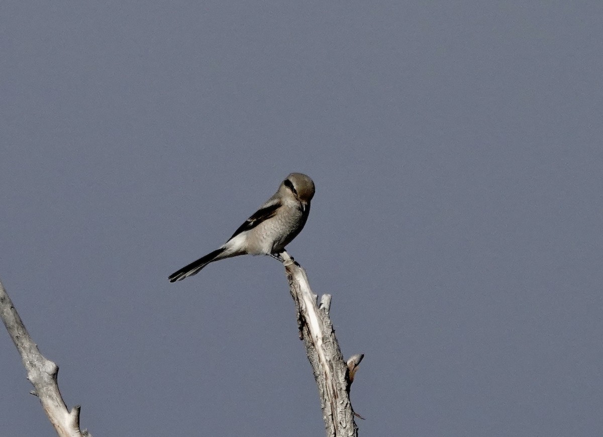 Northern Shrike - ML644759806