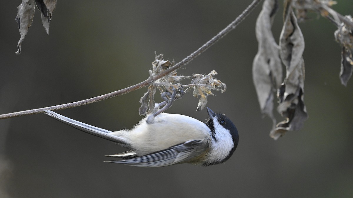 Black-capped Chickadee - ML644759818