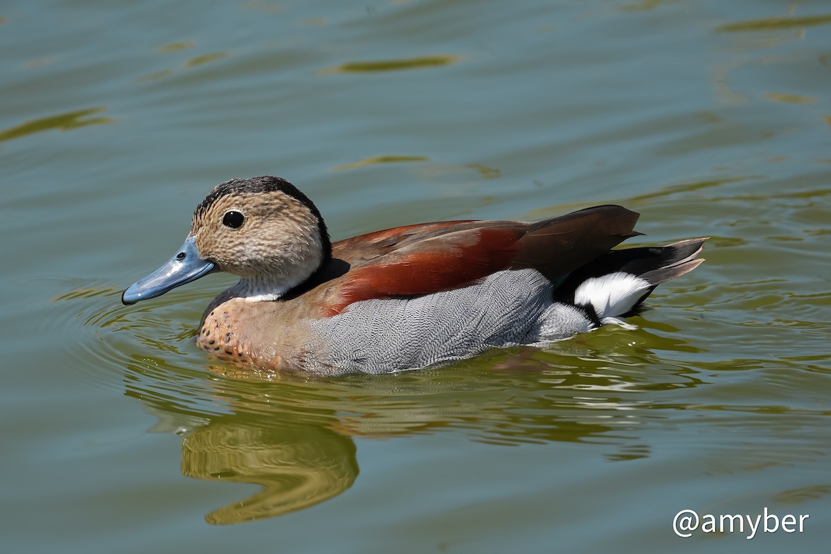 Alzavola dagli anelli - ML644759829