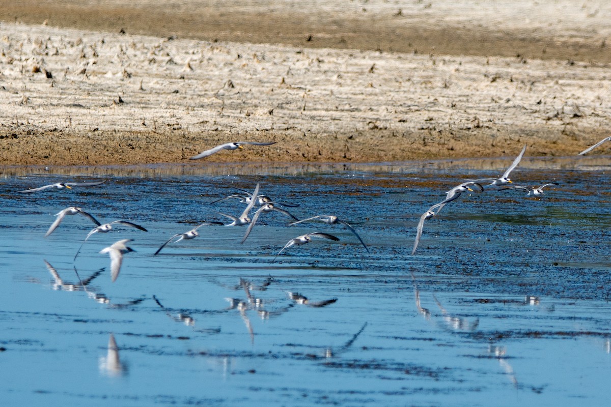 Little Tern - ML644759888