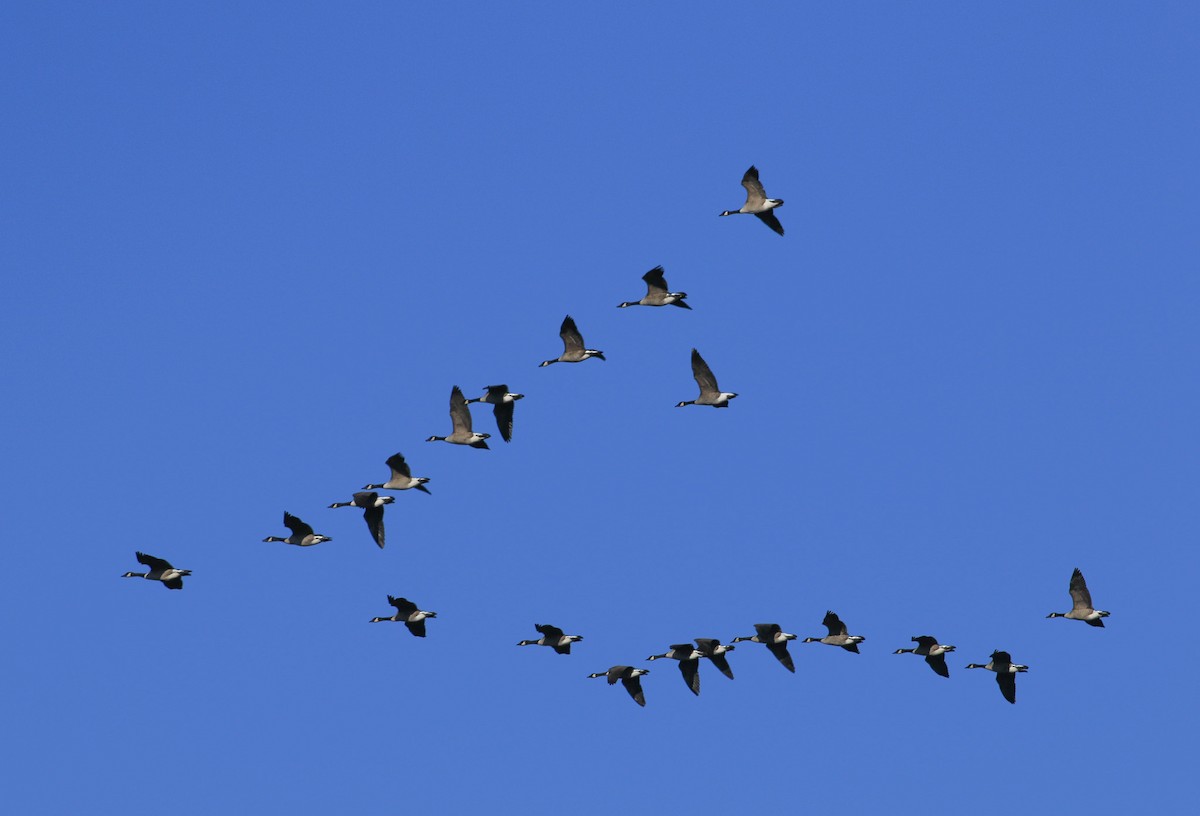 Kanada Kazı - ML644759937