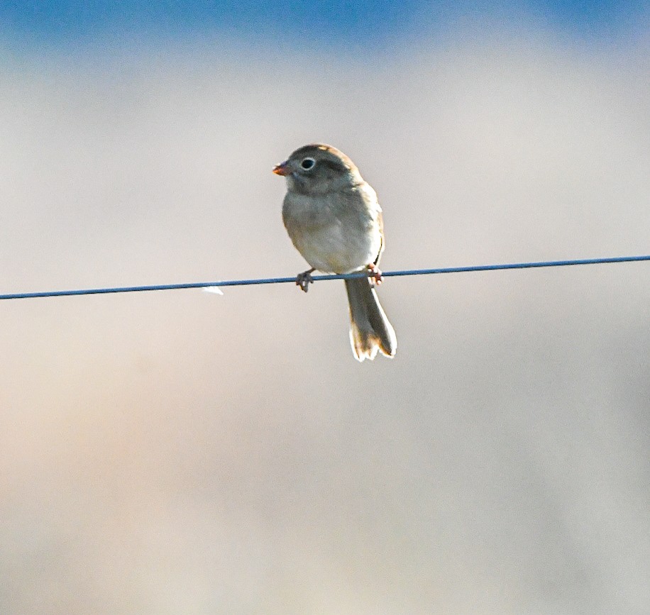 Field Sparrow - ML644759940