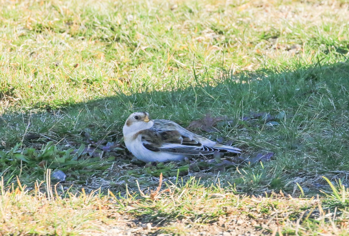 Alaca Çinte - ML644759944