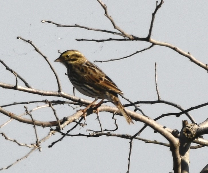 Chingolo Sabanero - ML644759954