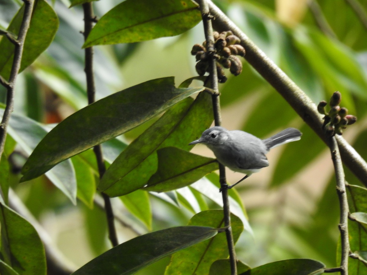 White-browed Gnatcatcher - ML644759963