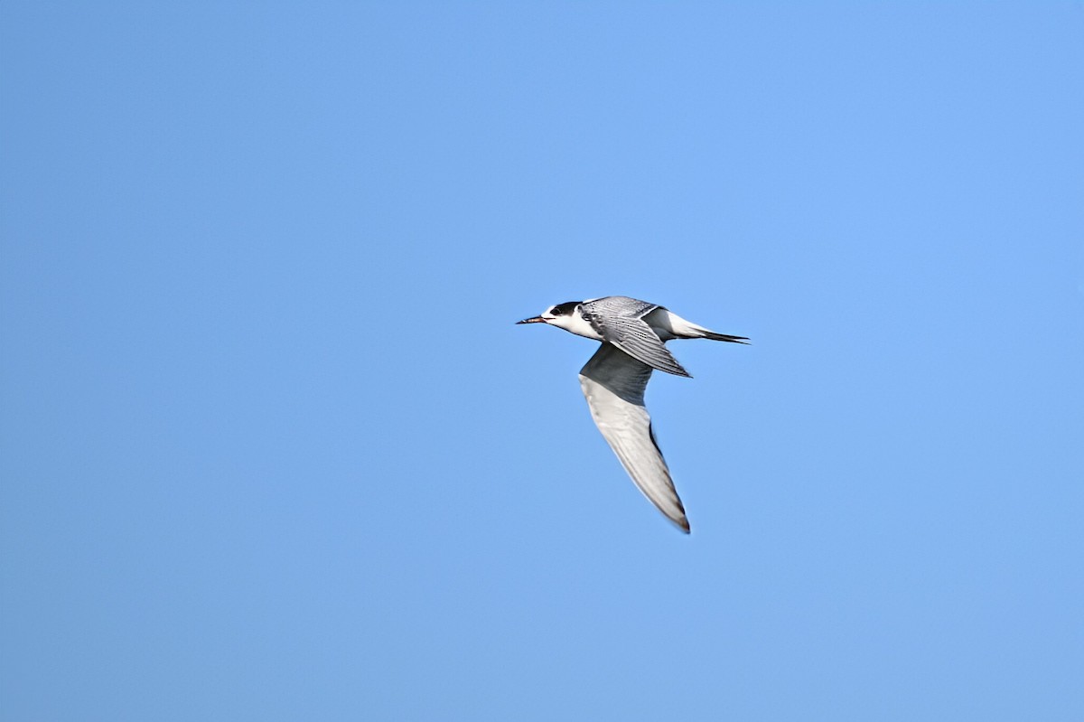 燕鷗 - ML644759964