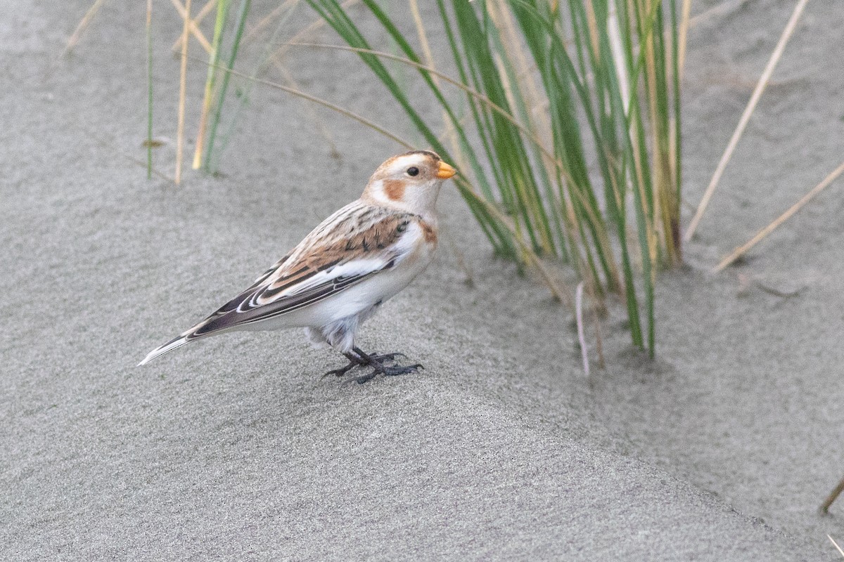 雪鵐 - ML644759965