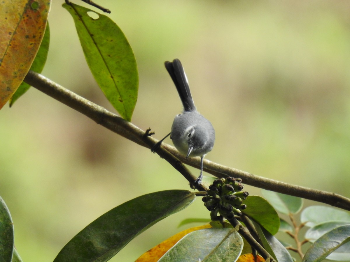 White-browed Gnatcatcher - ML644759968