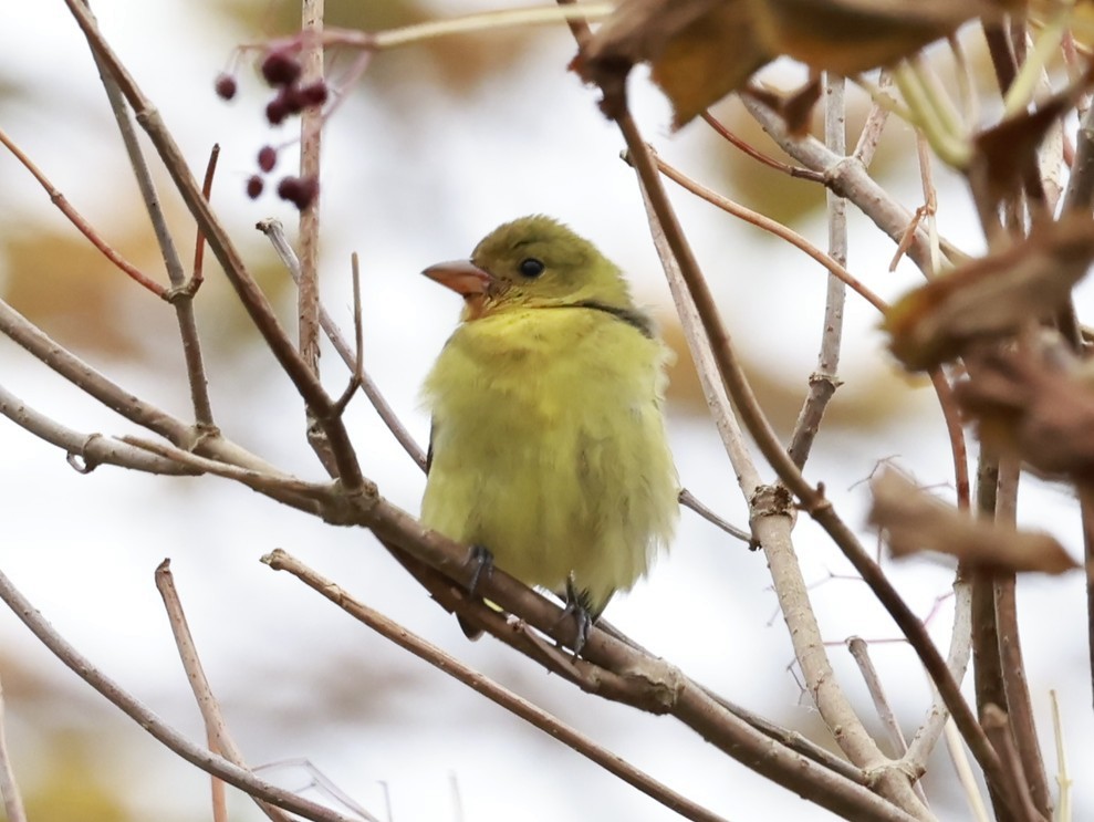 Piranga Escarlata - ML644759970