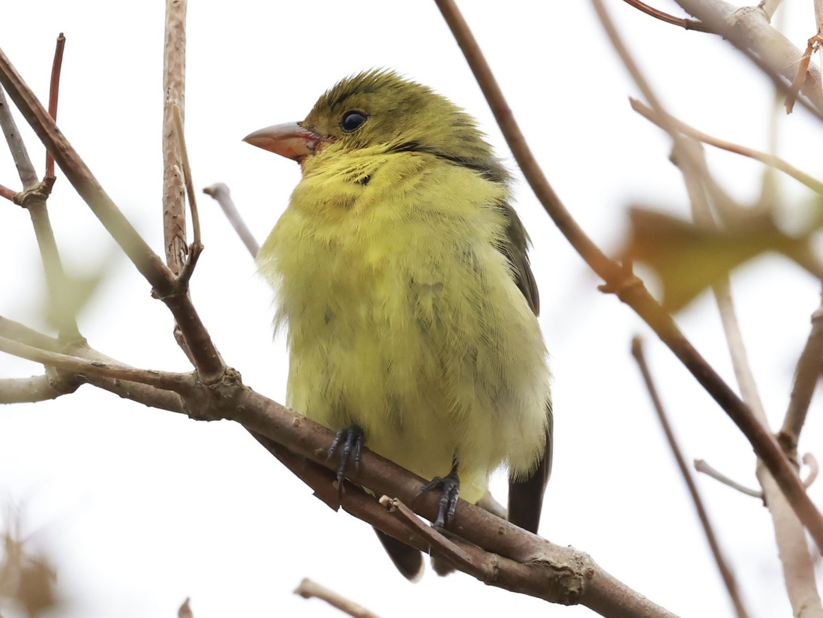 Piranga Escarlata - ML644759971
