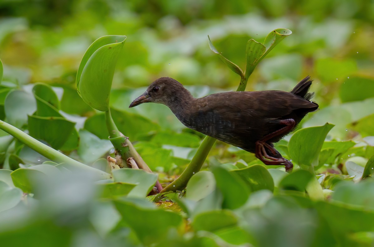 svartrikse - ML644759974