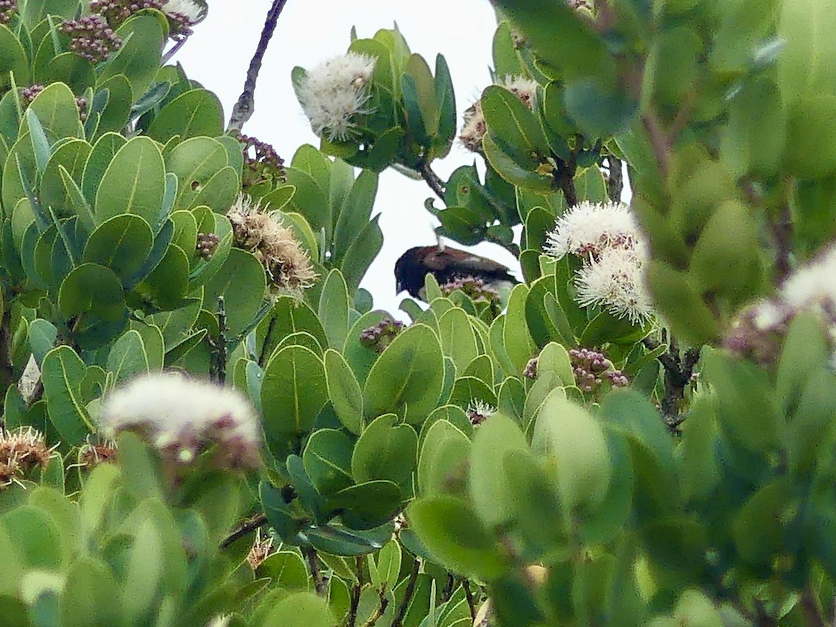 クロシチホウ - ML644760006