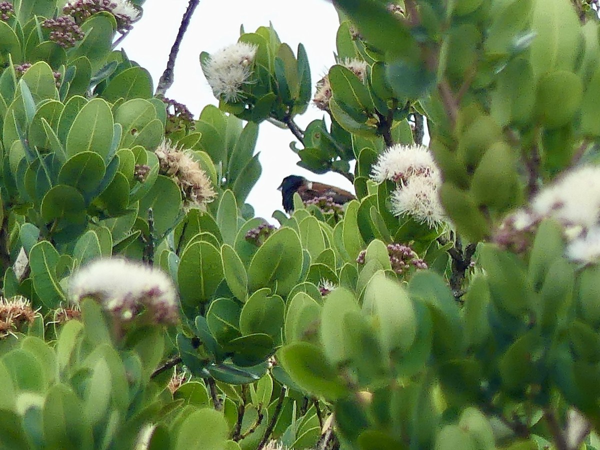 クロシチホウ - ML644760007