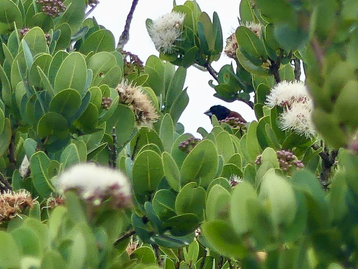 クロシチホウ - ML644760008