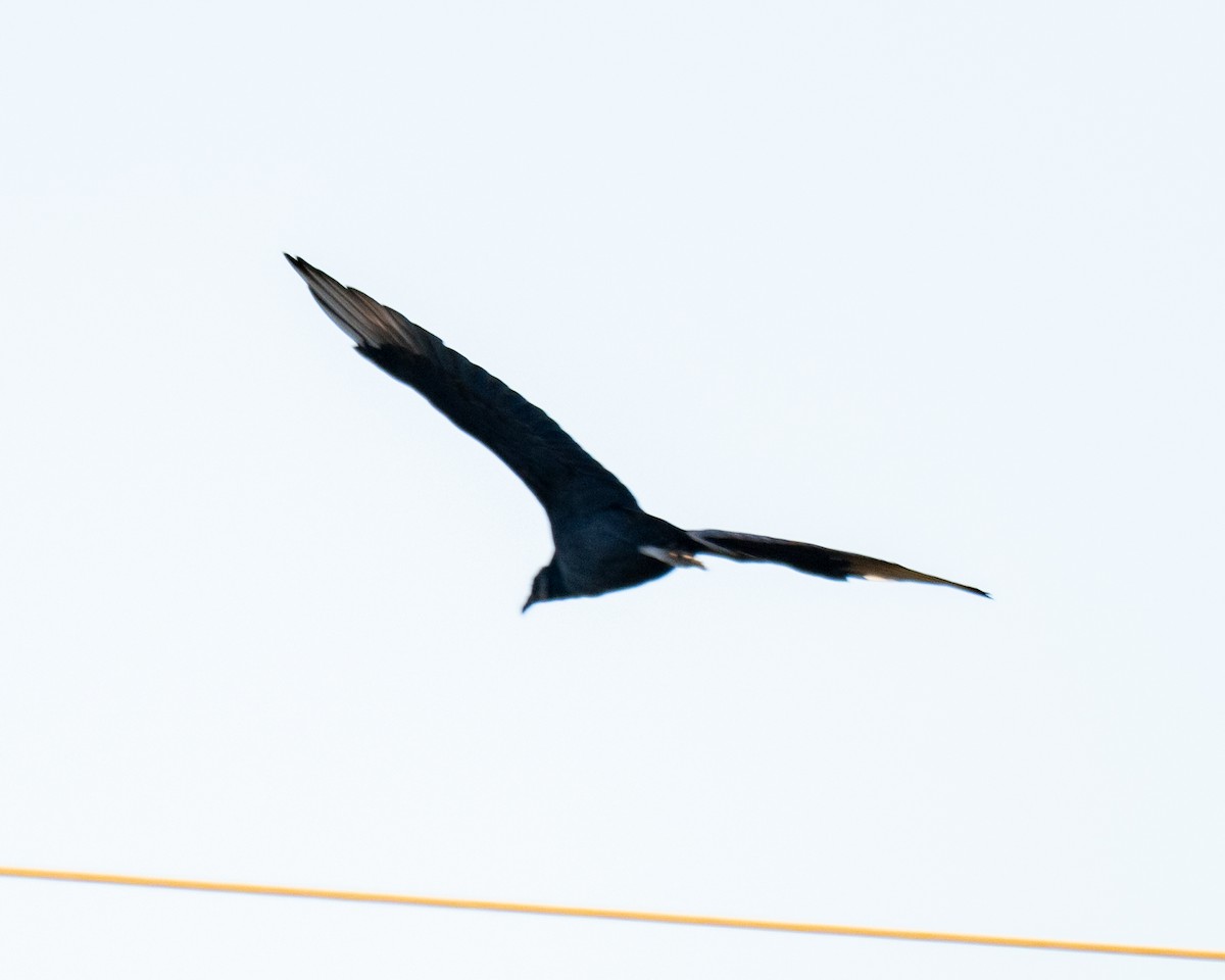 kondor havranovitý - ML644760009