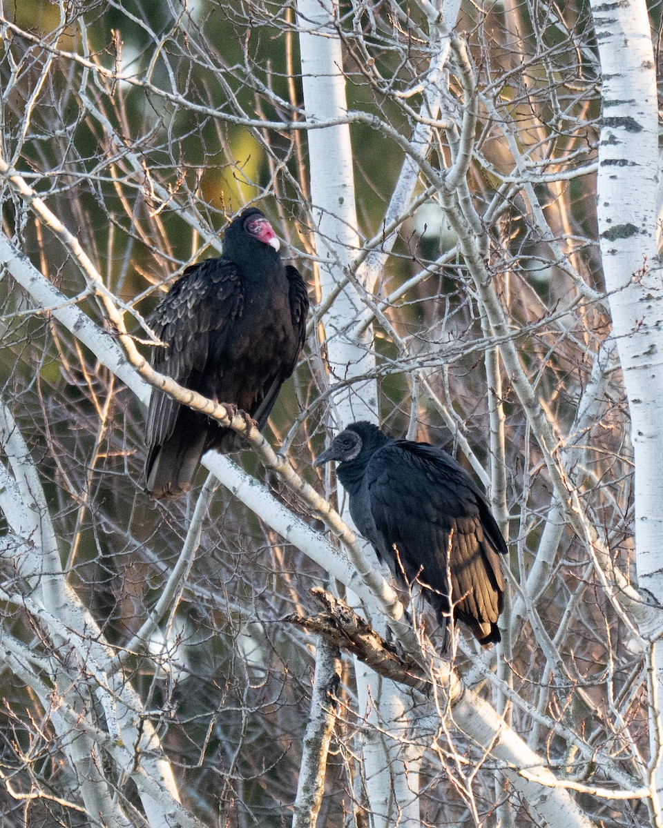 kondor havranovitý - ML644760010