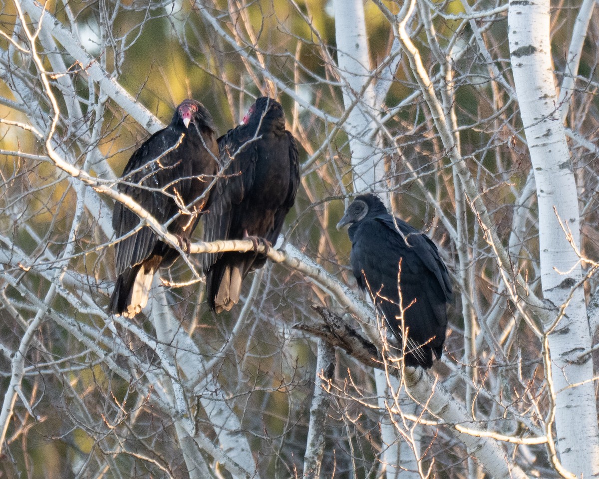 kondor havranovitý - ML644760011