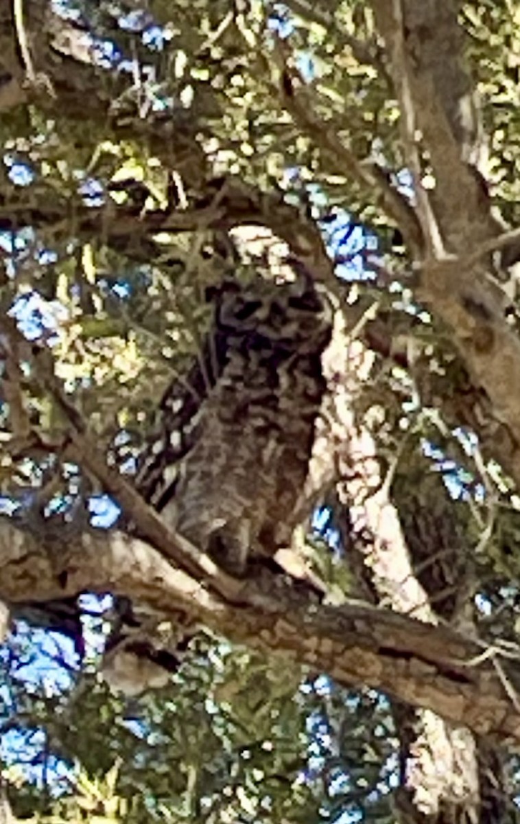 アフリカワシミミズク - ML644760016