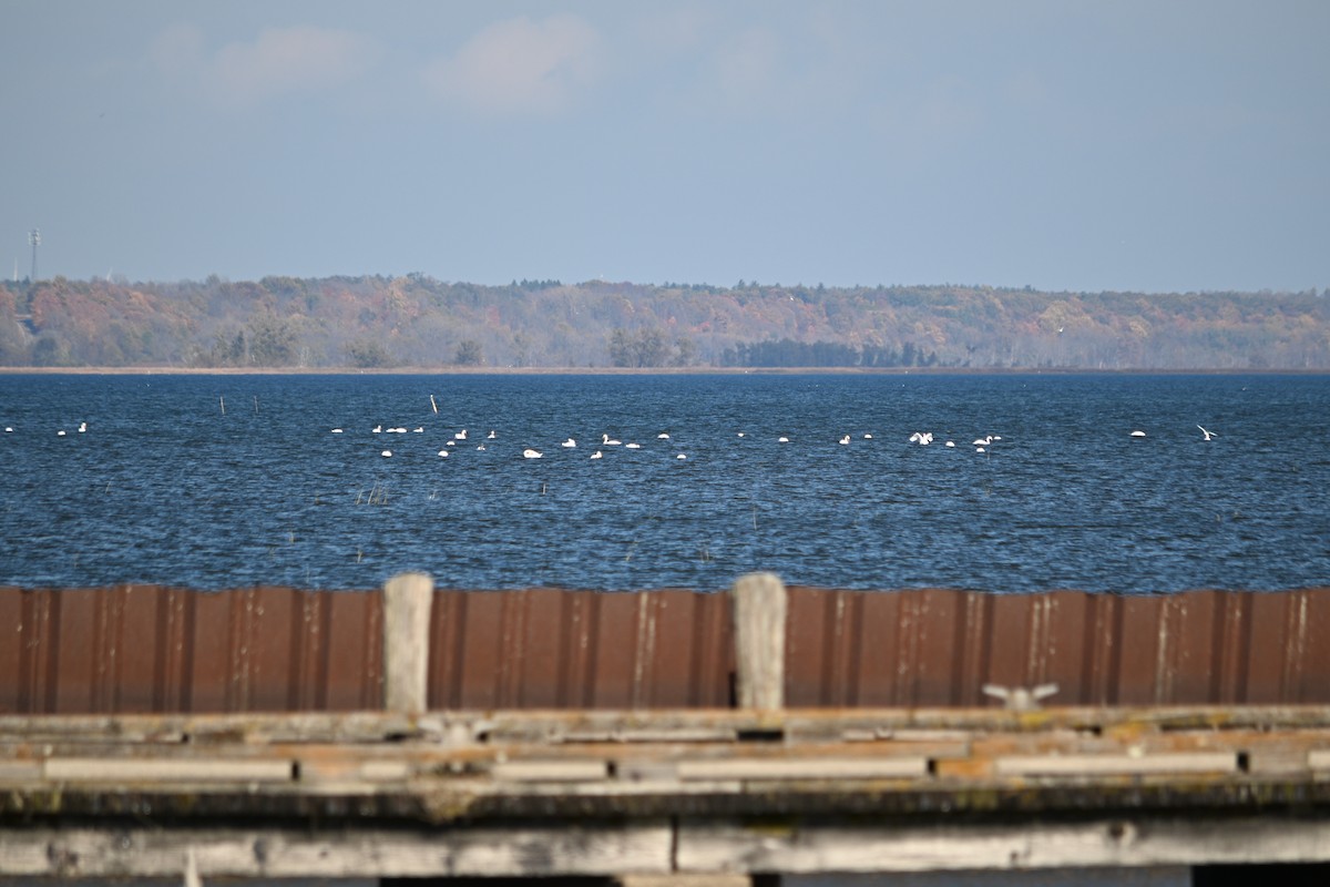 labuť velká - ML644760018