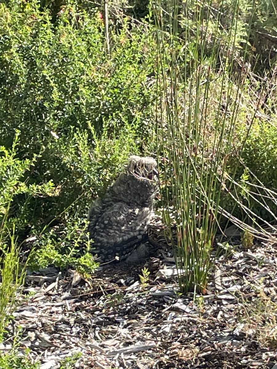 アフリカワシミミズク - ML644760023