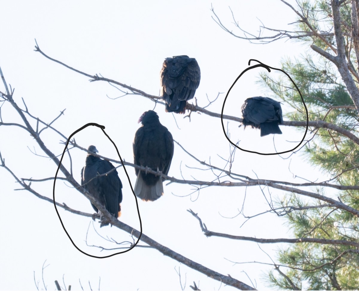 kondor havranovitý - ML644760031