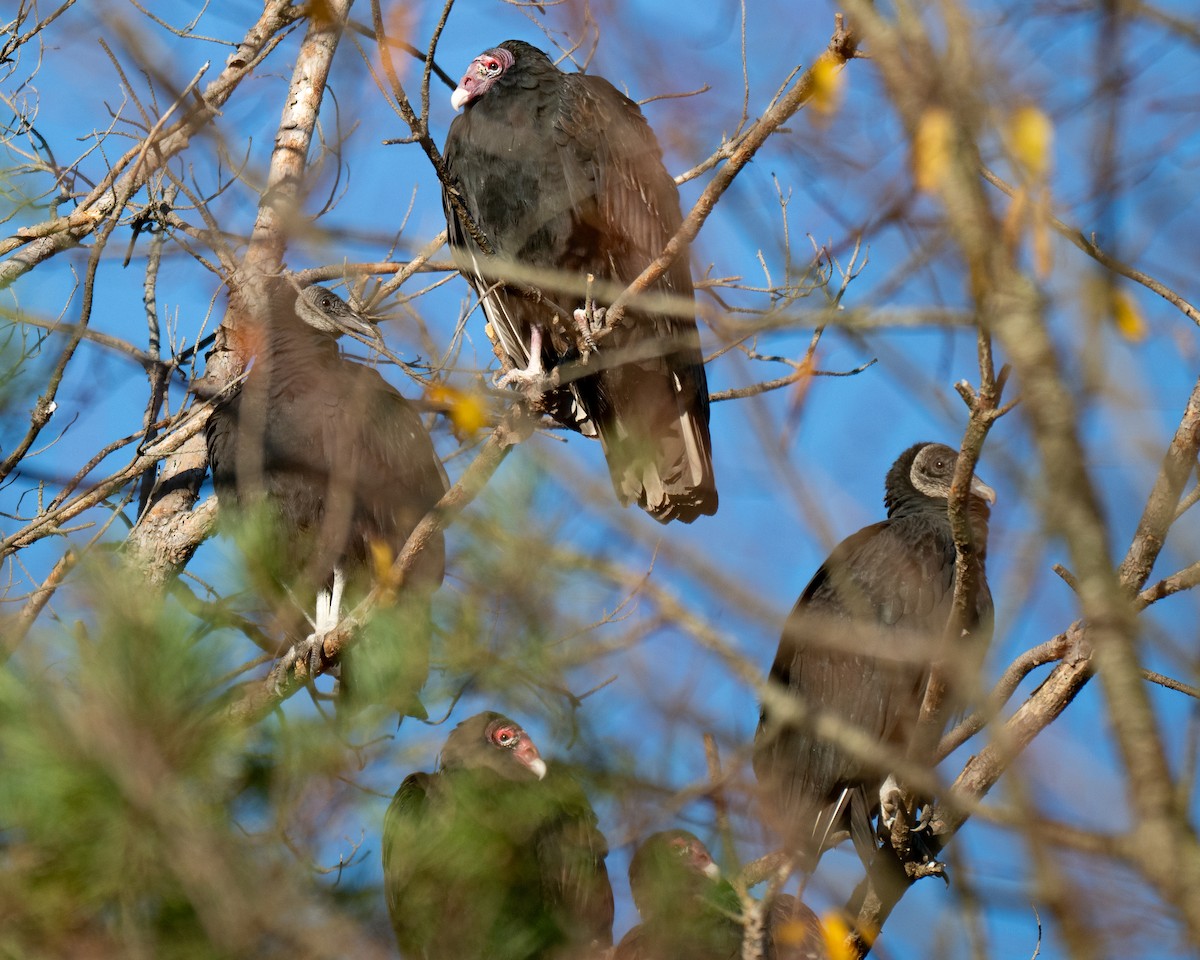 kondor havranovitý - ML644760032