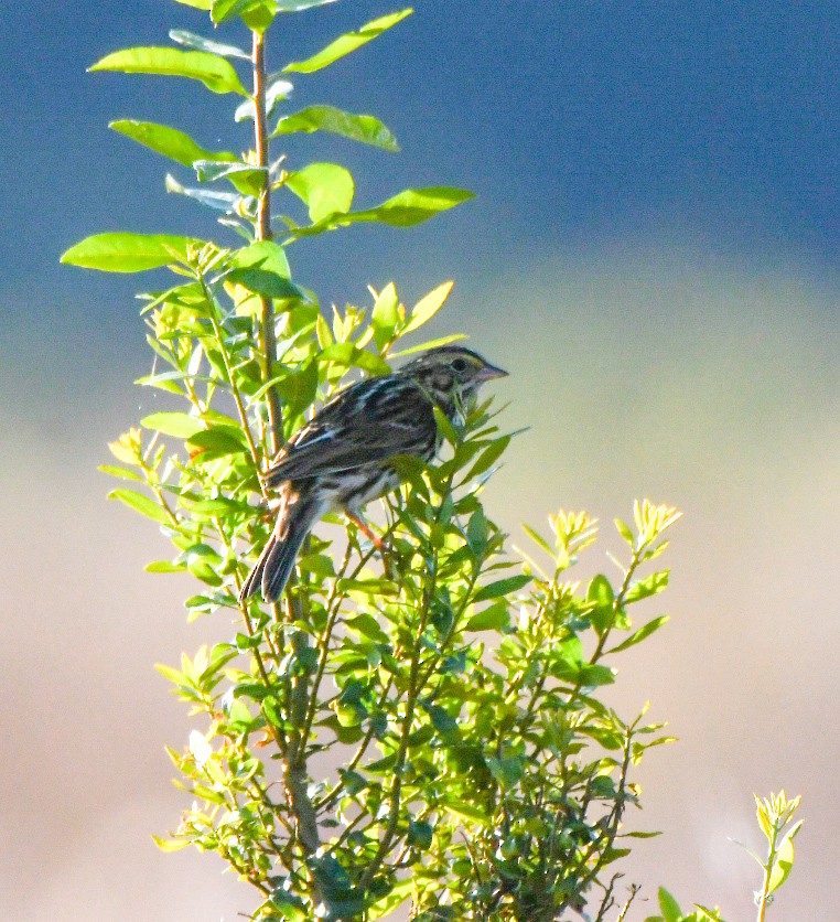 Chingolo Sabanero - ML644760034