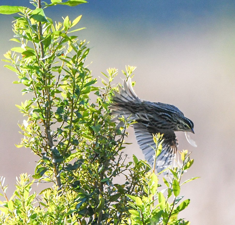 Chingolo Sabanero - ML644760035