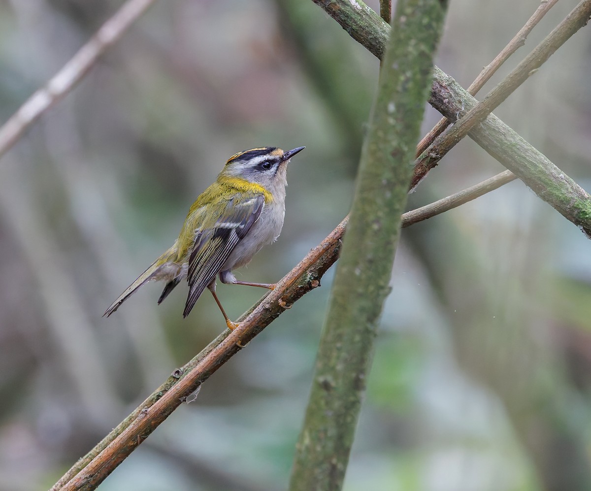Common Firecrest - ML644760039